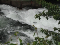 Salmon swimming up Russian River Falls